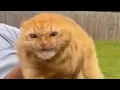 Orange cats with no brain cells