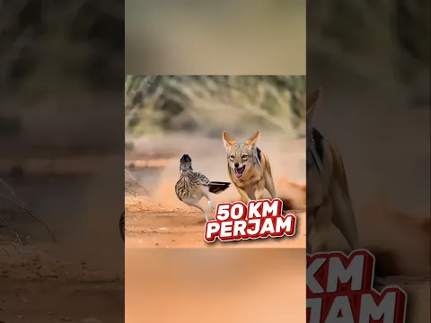 Jangan Pernah Kejar Burung Ini! 😳 #shorts
