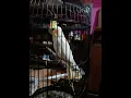 Download Lagu Falk australia isian lovebird durasi panjang suara keras jos buat masteran murai batu atau cucak ijo