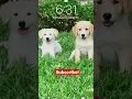 Download Lagu Show your lock screen as a sign of your happiness! ❤️🐶😁 #shorts #fyp #puppy #trending #subscribe