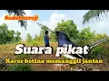 Download Lagu Suara pikat Kacer Yang biasa saya pake buat mikat Kacer liar