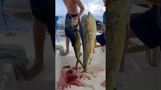 My Boys Landed TWO Giant Mahi 😳 #boatlife #travel #fishing