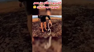 اخطر ثعبان في العالم 