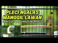 Lagu PLECI BUXTO NGALAS MANGGIL LAWAN🔥BIKIN EMOSI SEMUA JENIS PLECI