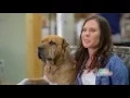 VIP Petcare - Don t miss our October Special 15