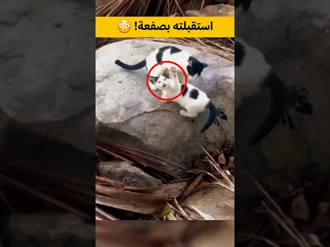 استقبلت صغيرها بصفعة.. إنها الأم!😃🐈