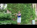 قلبي القاسي- سعد عبد الوهاب // Qalby el Assy-Saad Abdel Wehab