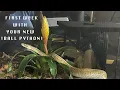 NEW SNAKE First Week With Your NEW BALL PYTHON