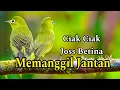 Download Lagu CIAK CIAK JOSS BETINA MEMANGGIL JANTAN PANCINGAN KECIAL KUNING AMPUH