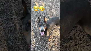 #fyp #dream #pets #vlog #doberman