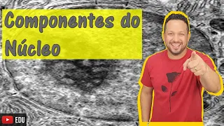 Componentes do Núcleo - Núcleo Celular - Célula Eucarionte - Citologia