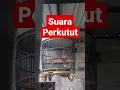 Download Lagu #shorts suara perkutut