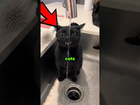 Black Cats Are Crazy 😂