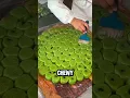 Download Lagu Heb je de beroemde groene rijstballetjes van Suzhou al geprobeerd? Qingtuan!