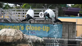 Commerson’s Dolphin Training - Aquatica Orlando - September 27, 2026