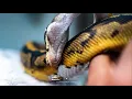 Pumpkin Pied Yellow belly x Piebald