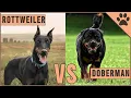Rottweiler vs Doberman - Dog Breed Comparison Dog World