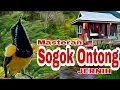 Lagu Masteran Sogok Ontong Gacor , Sogok Ontong Suara jernih, Sogon Gacor full isian