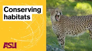 Wildlife Maps and Melodies Catalyst Arizona State University ASU