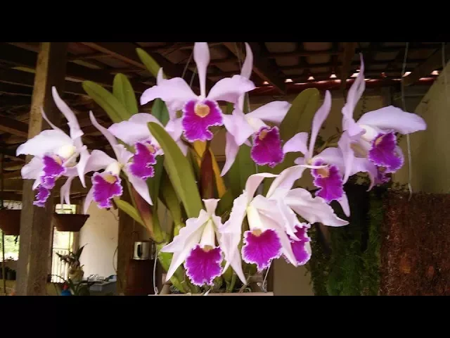 COMO FAZER SUA ORQUÍDEA DAR MAIS FLORES E MAIS BROTOS EM POUCO TEMPO