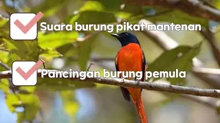 Download SUARA BURUNG PIKAT MANTENAN GACOR MP3