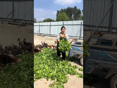The lettuce is so fresh today! My chicken is really enjoying it.
