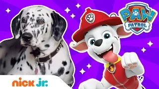 how to be a fire pup w paw patrols marshall u0026 real dogs paw patrol nick jr 