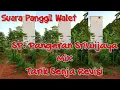 Download Lagu Download Suara Walet SP PANGERAN SRIWIJAYA MIX TARIK SENJA REV