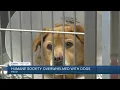 Humane Society of Central Texas again reaches capacity