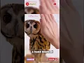 Download Lagu The Owl That Didn’t Want to Be Disturbed #fyp #owl #disturbed #videoviral #masukberanda
