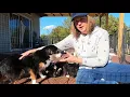 What is a toy Australian shepherd what is better male or female