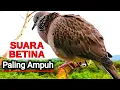 Download Lagu Suara Burung Tekukur Betina Memanggil Jantan Agar Bunyi