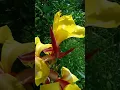 Download Lagu Hybrid Canna lily Flower  #Flowers  #shorts  #youtubeshorts  #youtubeshortvideos