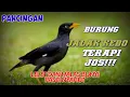 Download Lagu Pasti Jos Pancingan Jalak Kebo Yang Malas Bunyi, Lelet Pasti Ngacir!!!