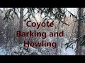 Coyote barking and howling