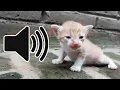 Download Lagu SUARA ANAK KUCING KECIL MEMANGGIL IBUNYA MINTA SUSU