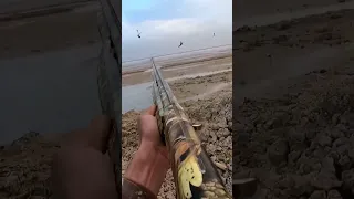 صيد الوز العراقي الصياد حسين النوري 