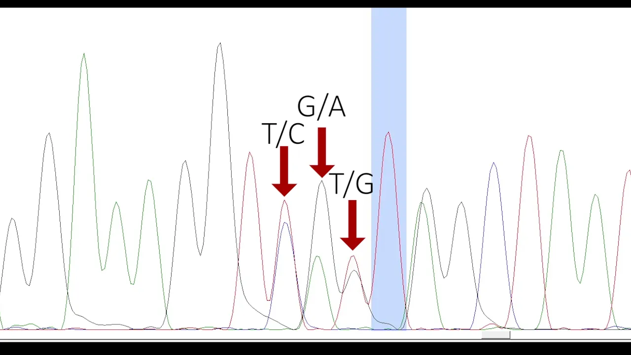 PHYLOGENETICS 3: DNA Chromatogram Analysis (Software, Quality Assessment, Editing and Export)