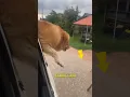 Download Lagu Ketika anjing ini turun dari mobil dan menghampirinya