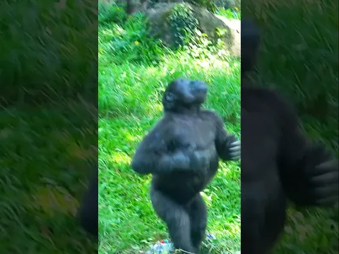 Ringo 喜歡看飛機 #taipeizoo #gorilla