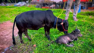 Nadipathy Goshala: See the World's Smallest Cows Up Close | Nadipathy Goshala