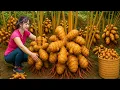 Lagu Harvesting Giant Turmeric to sell - Turmeric Sticky Rice, Braised Pork | Classic Village Recipe