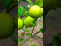 Download Lagu Lemon plant  🍋