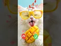 Download Lagu Cute Cat Calling Effect 🎶 Cute Cat Ringtone 🎶#shortfeed #shorts #ringtone
