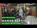 Download Lagu MAWAR BERDURI - BROERY MARANTIKA || Elekton Madiun #lagunostalgia #livemusikmadiun #ngrowobening 