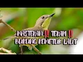 Lagu MASTERAN‼️TERAPI‼️BURUNG REMETUK LAUT