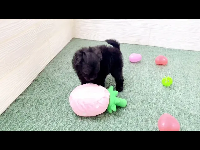 動画