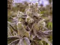 Weed GIF