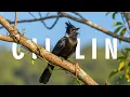 Download Lagu Cililin Gacor Nembak Panjang | Suara Tajam dan Kristal Bening di Alam