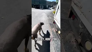 #fyp #dream #youtube #pets #doberman